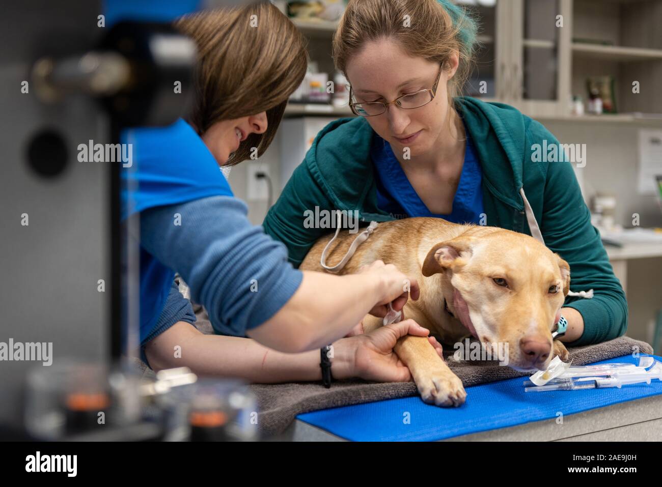 Vet Technician und Tierarzt assistant bereiten Sie eine sechs Monate alte gelbe Lab für eine Routine spay Chirurgie auf einen gelben lab Welpen Stockfoto