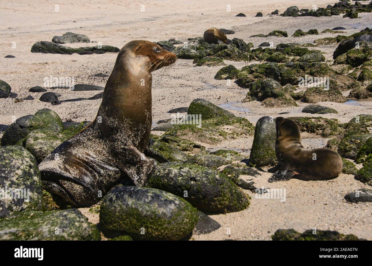 Seelöwen spielen, La Loberia, Isla San Cristobal, Galapagos Inseln, Ecuado Stockfoto