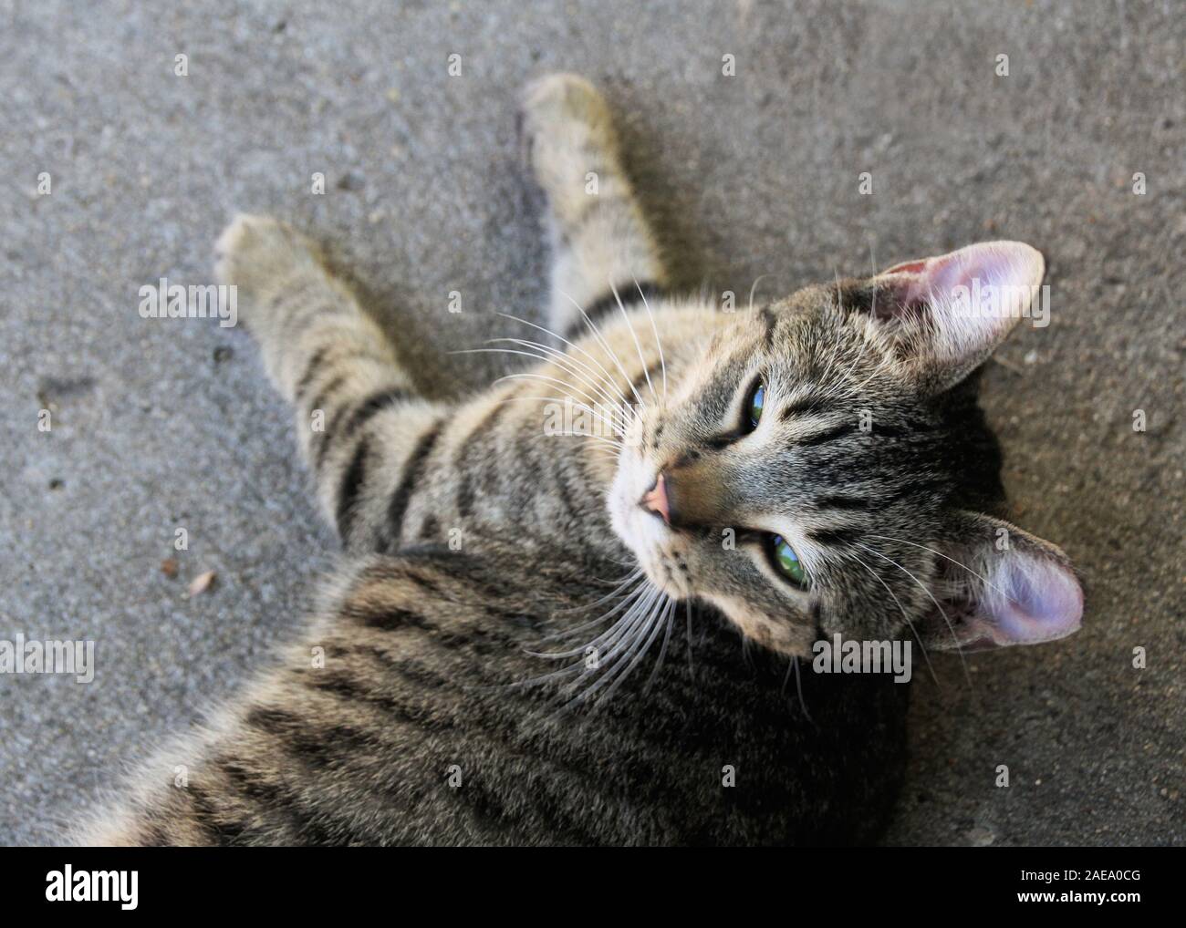 Eine junge Gemeinschaft Katze ruht am Nachmittag, Sonnenschein. Stockfoto