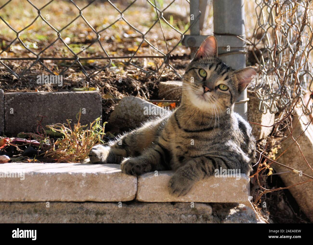 Eine nette junge wilde Katze wirft im Liegen auf eine Betonwand. Stockfoto