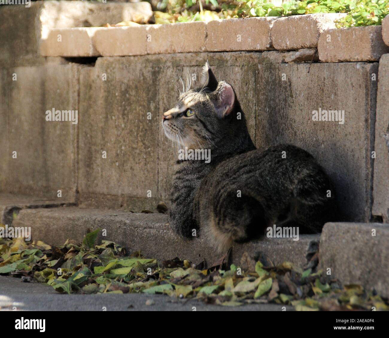 Eine süße wilde Katze sitzt auf einem konkreten Einfassung bis Suchen in die Bäume. Stockfoto