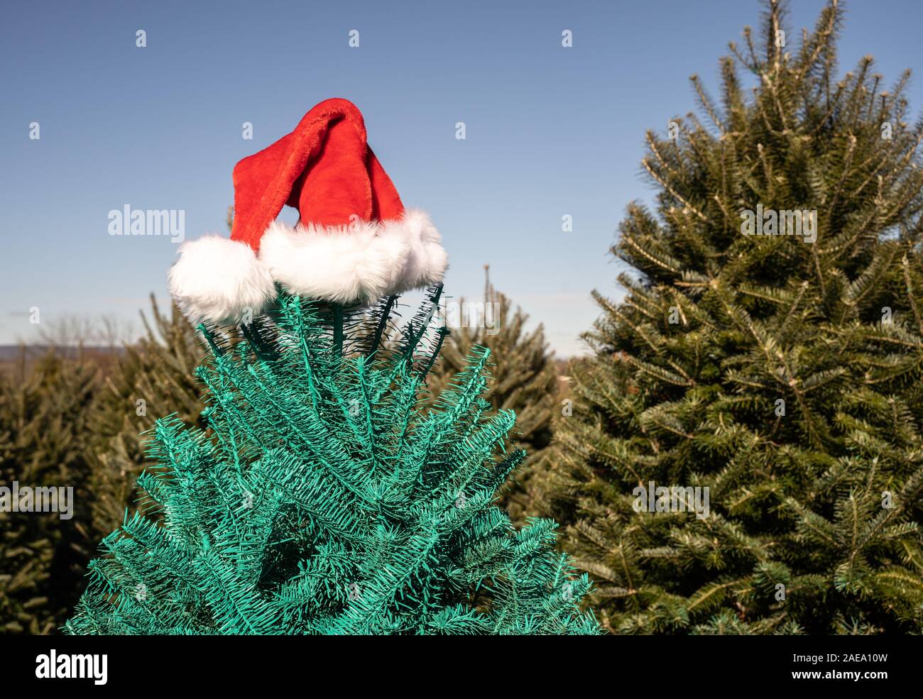 Helle rote Weihnachtsmütze auf grün lackierten Baum im Feld At Christmas Tree Farm Stockfoto