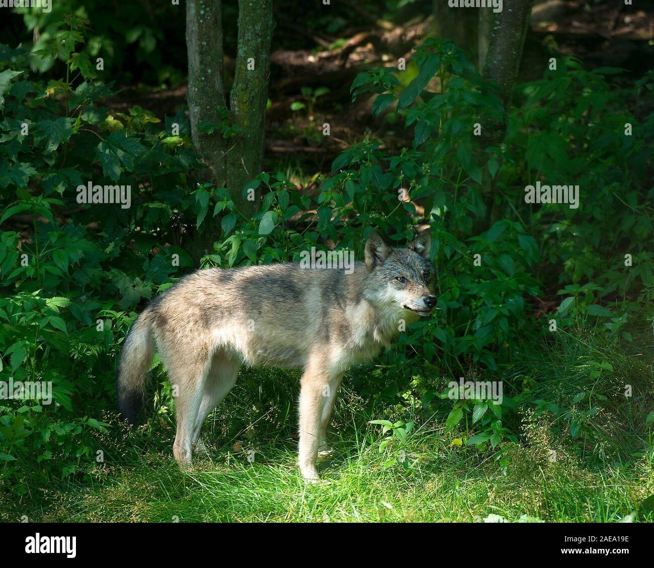Wolf Tier close-up Profil anzeigen im Wald mit einem Wald und Laub Hintergrund in seiner Umgebung und Umwelt. Stockfoto