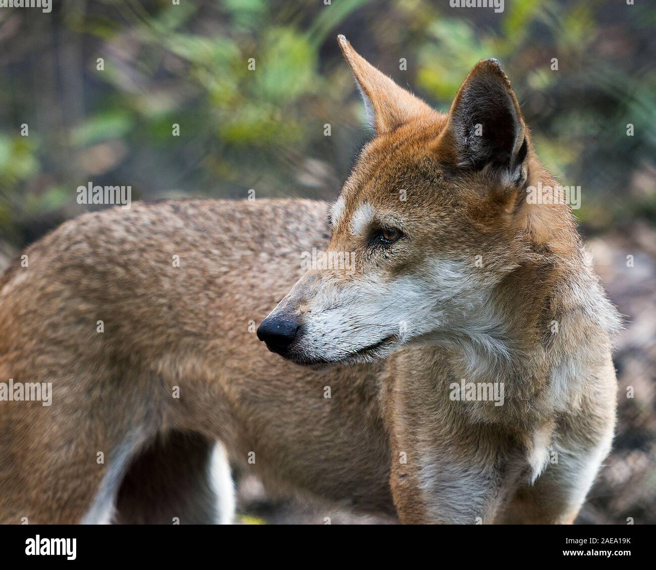 Wolf Tierkopf close-up Profil anzeigen im Wald mit Vorder- und Hintergrund Laub Hintergrund in seiner Umgebung und Umwelt. Stockfoto