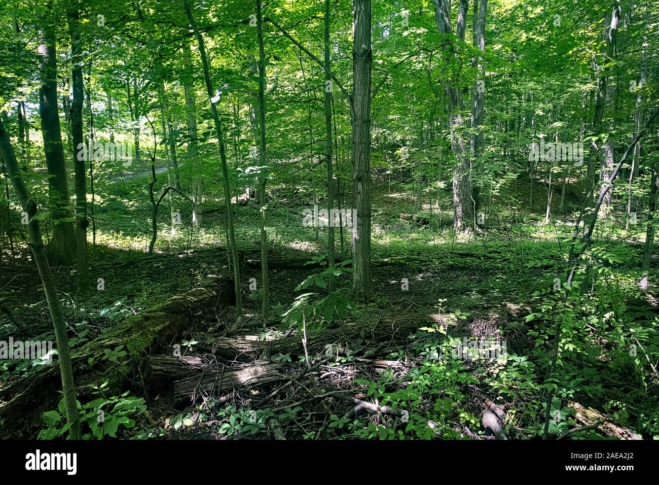 Heiligen Hain LDS Kirche Forstweg Palmyra New York. Wald New York Haus von Joseph Smith. Kirche Jesu Christi der Heiligen der Letzten Tage. Stockfoto