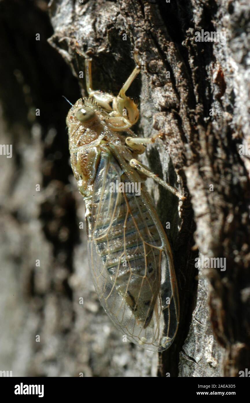 Nahaufnahme einer Zikade, Australien verfügt über mehr als 200 Arten der Zikaden. Stockfoto