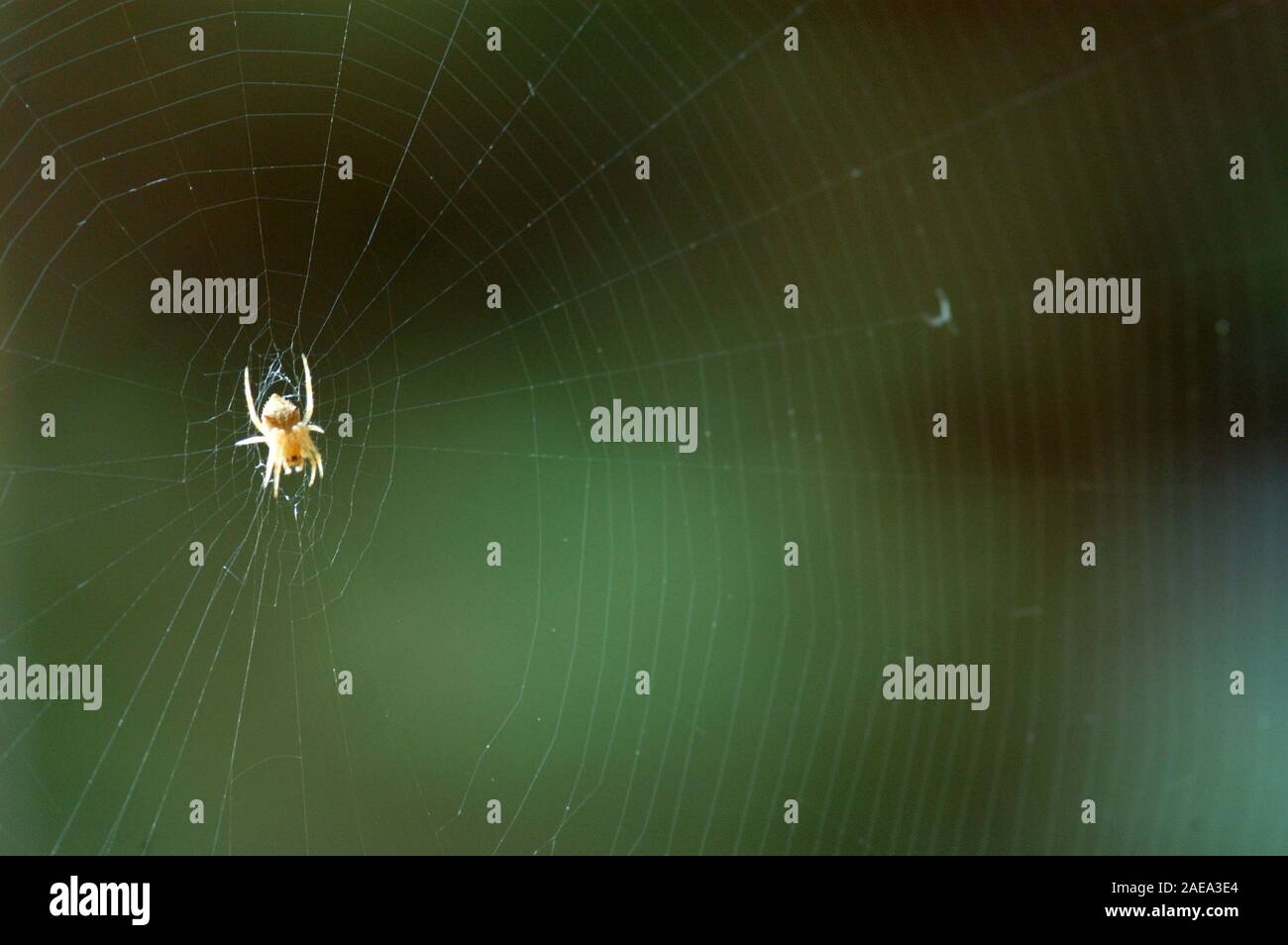 Die australische Garten orb Weaver spider (transmarina Eriophora) ist eine sehr häufige Arten von Spider mit vielen Varianten in Größe, Form und Farbe. Stockfoto