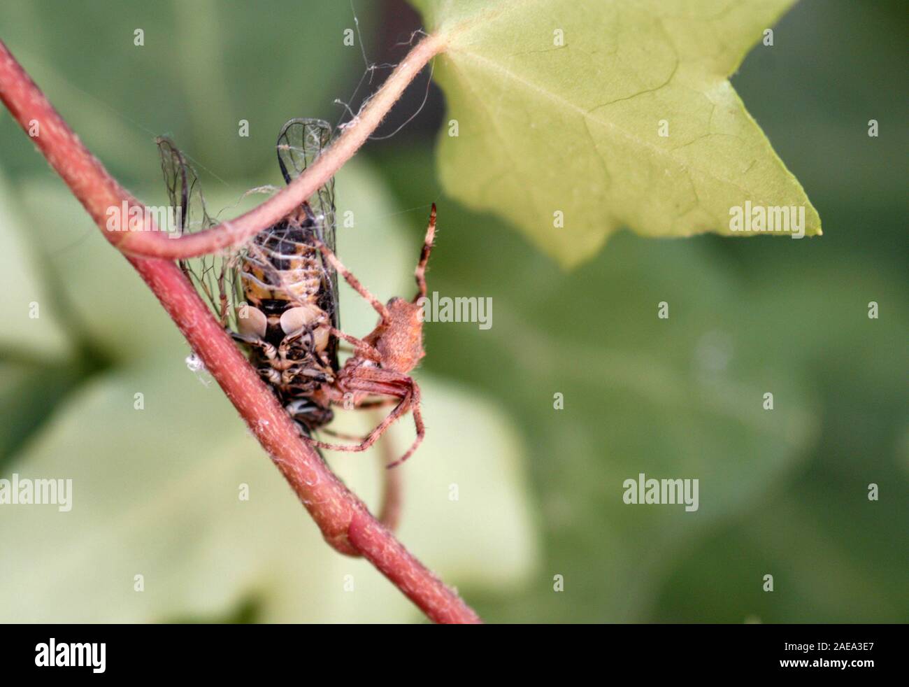 Die australische Garten orb Weaver spider (transmarina Eriophora) ist eine sehr häufige Arten von Spider mit vielen Varianten in Größe, Form und Farbe. Hier Stockfoto