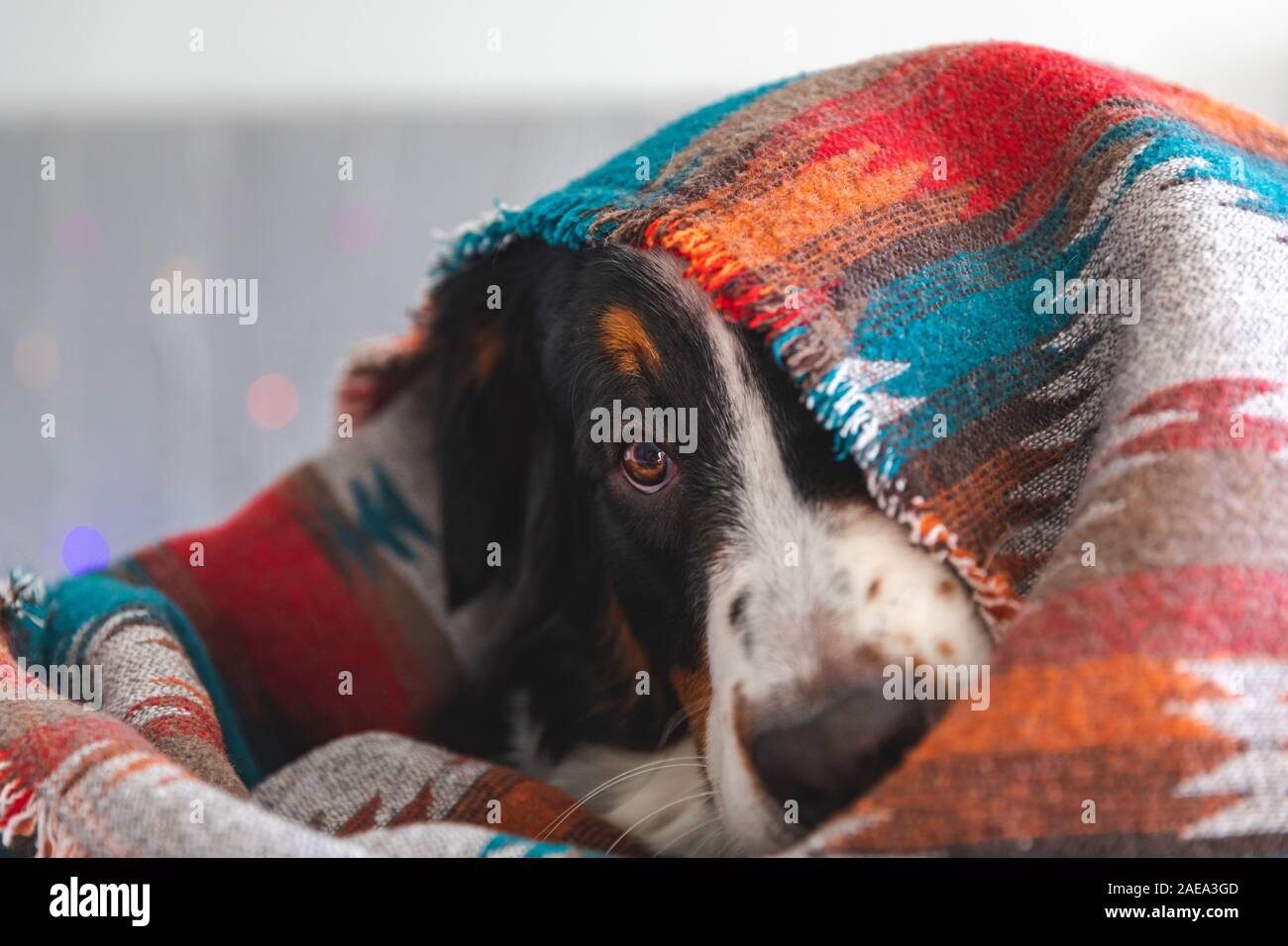 Berner Sennenhund unter der im Bett ausgeblendet Stockfoto