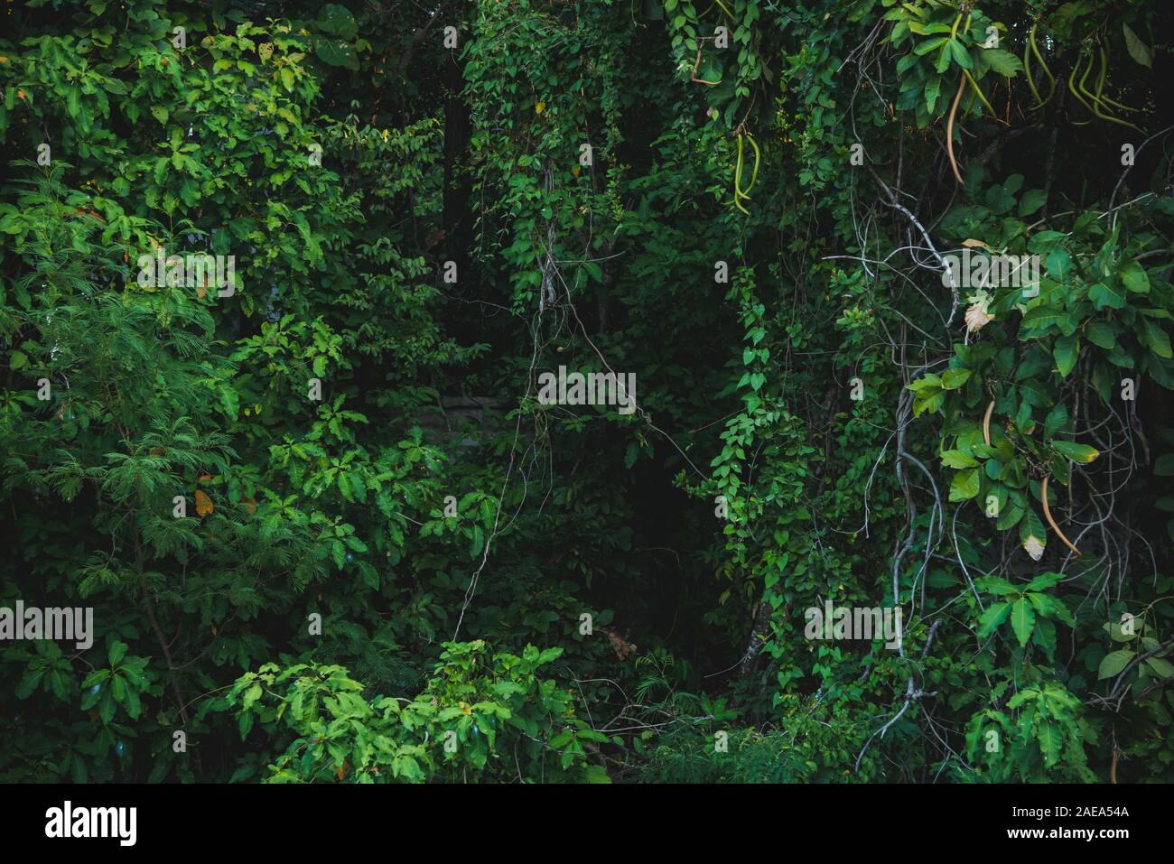 Green Deep Jungle Wald Hintergrund Stockfoto