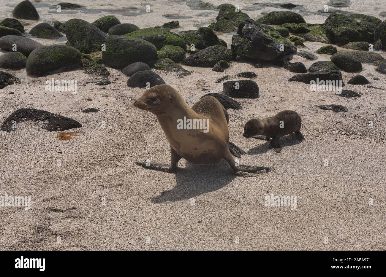 Mutter und Baby sea lion, La Loberia, Isla San Cristobal, Galapagos, Ecuador Stockfoto