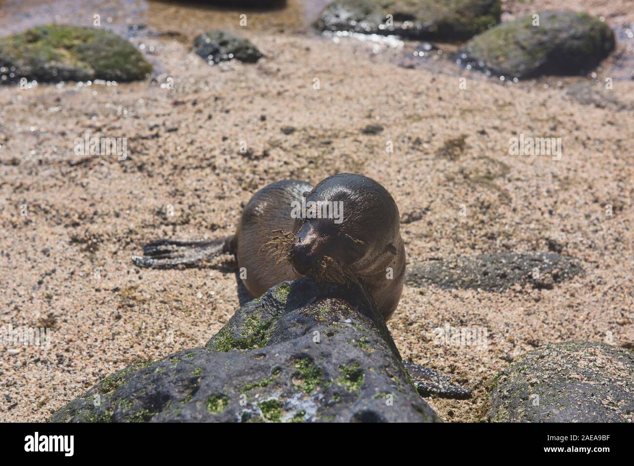 Sea lion pup, La Loberia, Isla San Cristobal, Galapagos, Ecuador Stockfoto