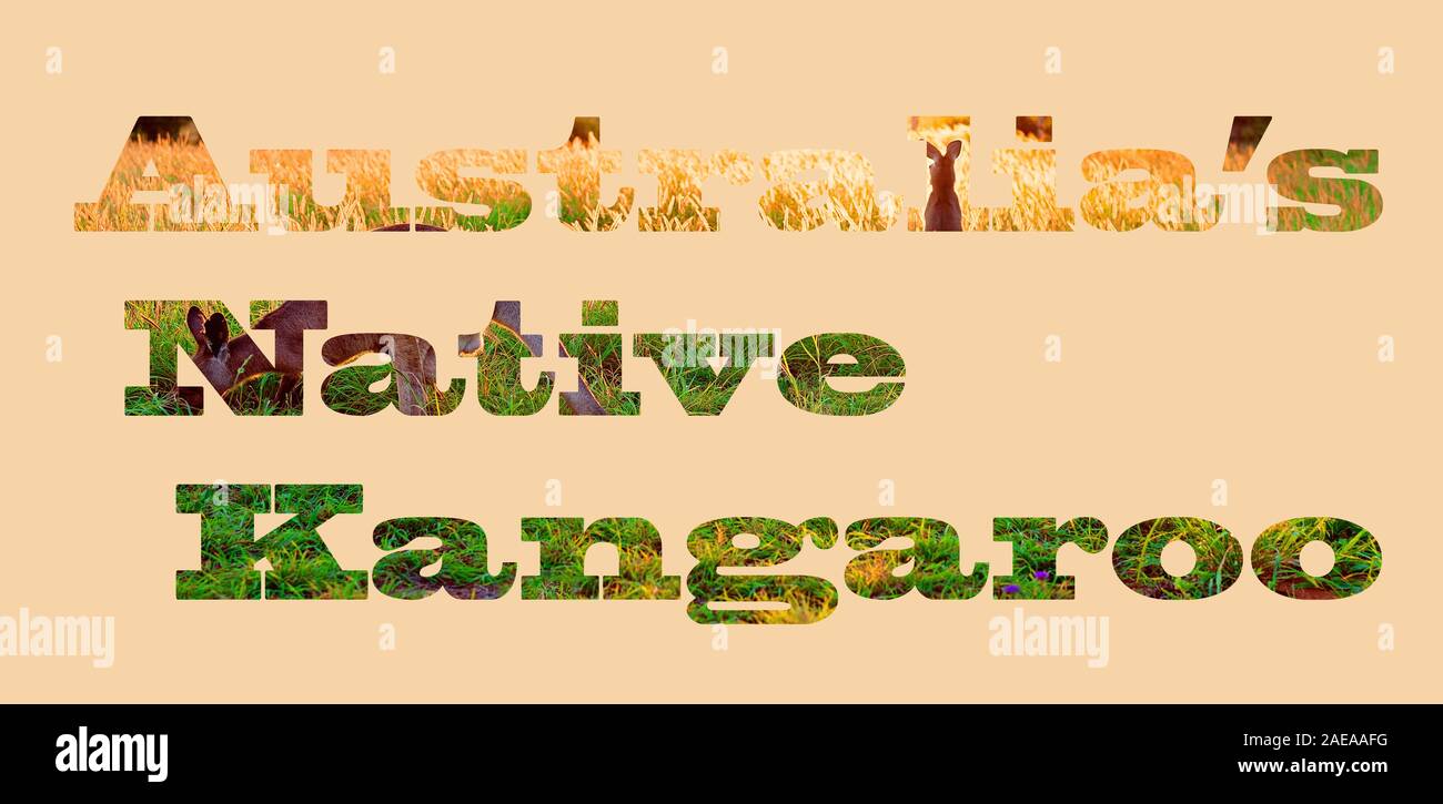 Australische Ureinwohner Kangaroo - Text mit Bild der Kängurus, die Buchstaben, für Web, Print geeignet, professionellen oder persönlichen Gebrauch Stockfoto