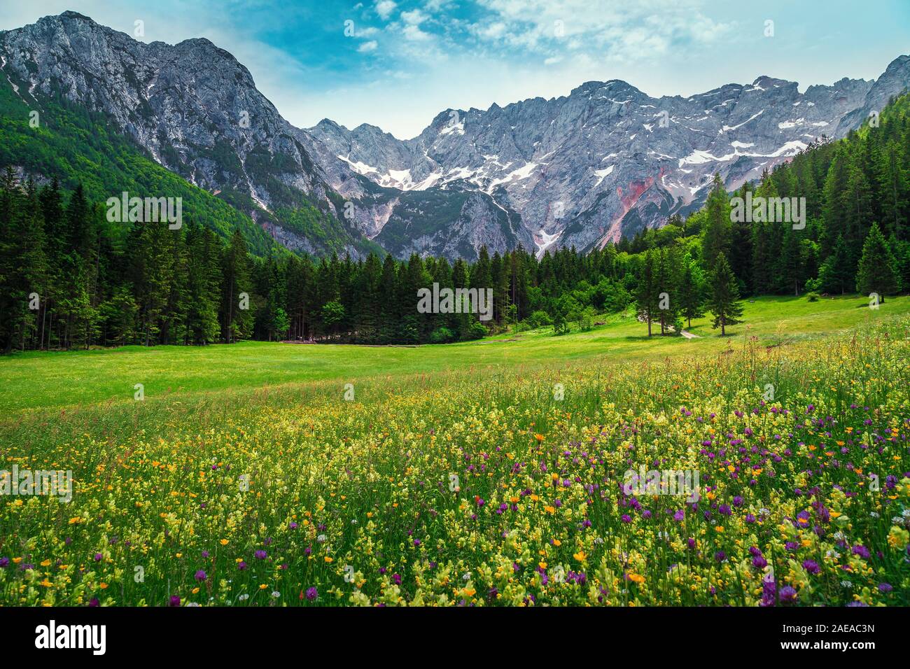 Bunte Frühjahr blühenden Felder mit Pinienwald und hohen schneebedeckten Berge im Hintergrund, Jezersko Tal, Kamnik Savinja-alpen, Slowenien, Europa Stockfoto