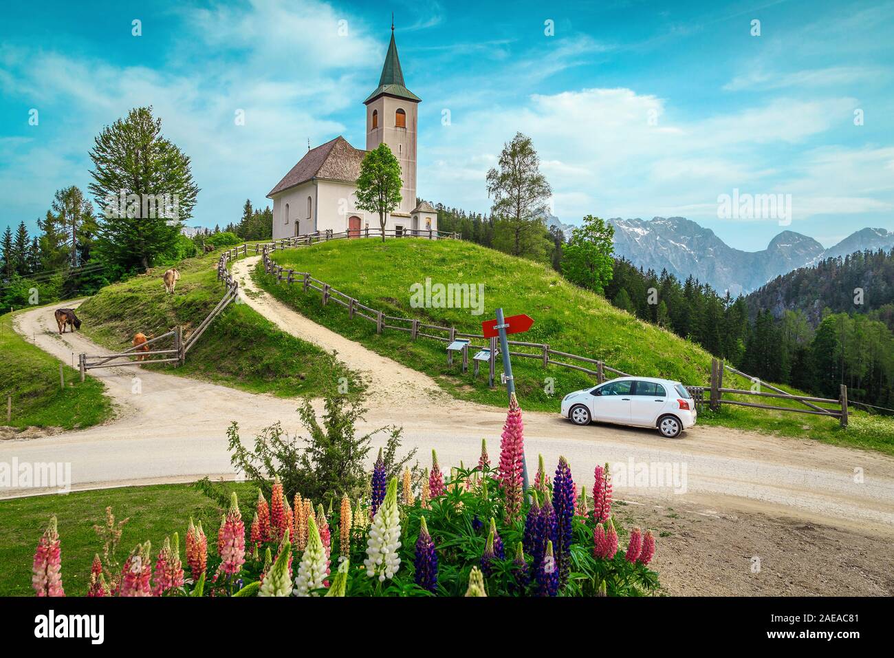 Wunderschöne alpine Landschaft mit Lupin Blumen, weidenden Tieren und kleinen niedlichen Kapelle auf dem Hügel, Sveti Duh Kirche, Kamnik Savinja-alpen, Sloven Stockfoto