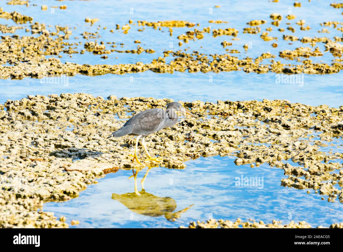 Östlichen egret, grau morph Version stehen auf Coral auf der Suche nach Nahrung in der Lagune auf Lady Elliot Island Queensland Australien. Stockfoto