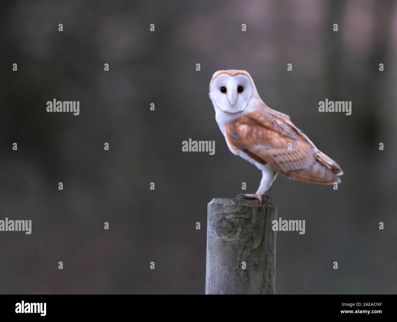 Wild Schleiereule (tyto Alba) auf hölzernen Zaun Pfosten thront, Cotswolds Stockfoto