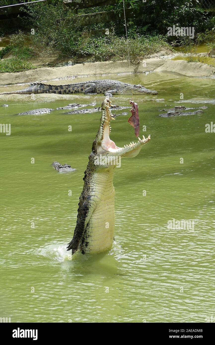 Borneo krokodil Fotos und Bildmaterial in hoher Auflösung Alamy