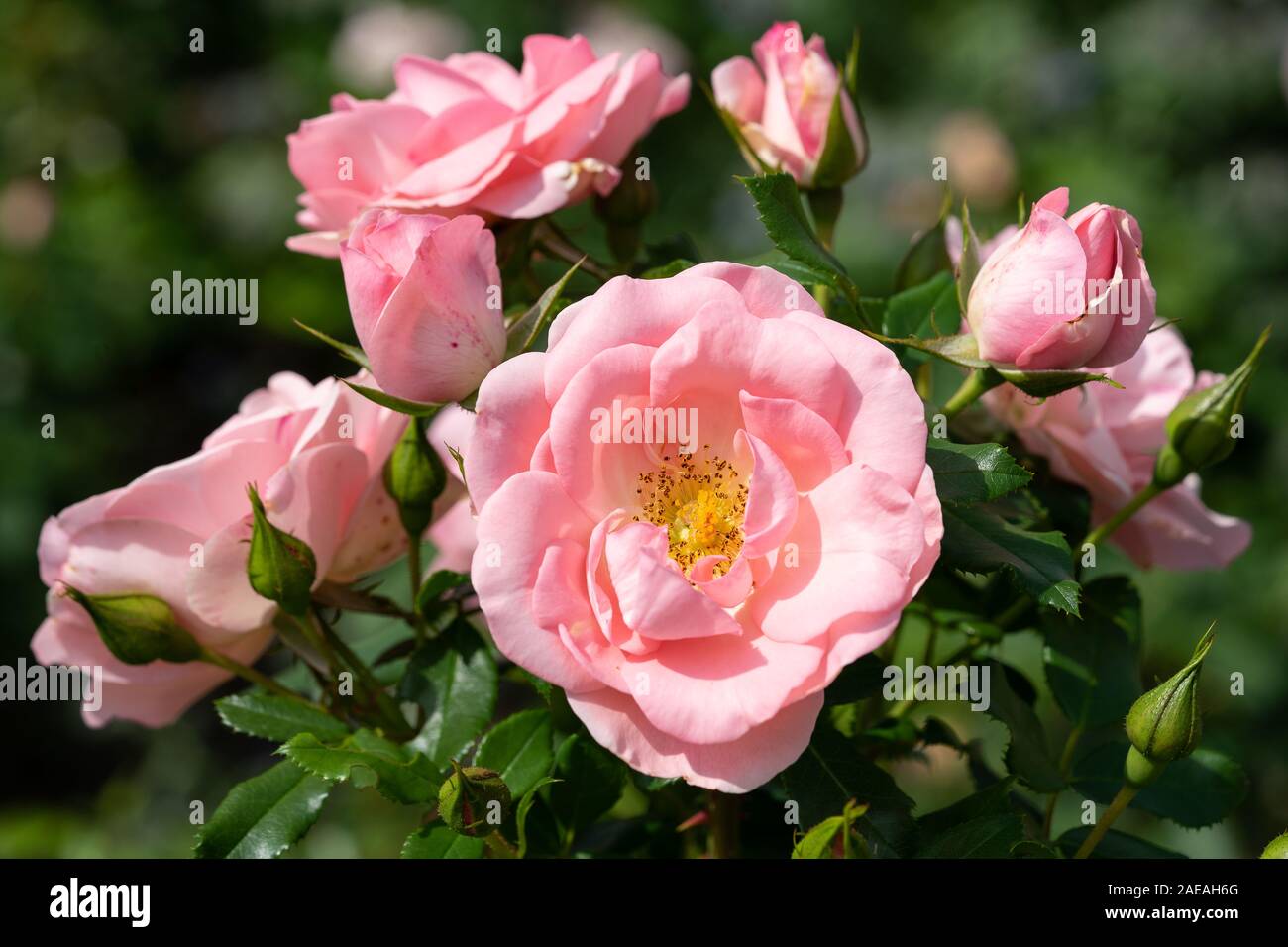 Besondere Rosenzüchtungen in Parklage Stockfoto