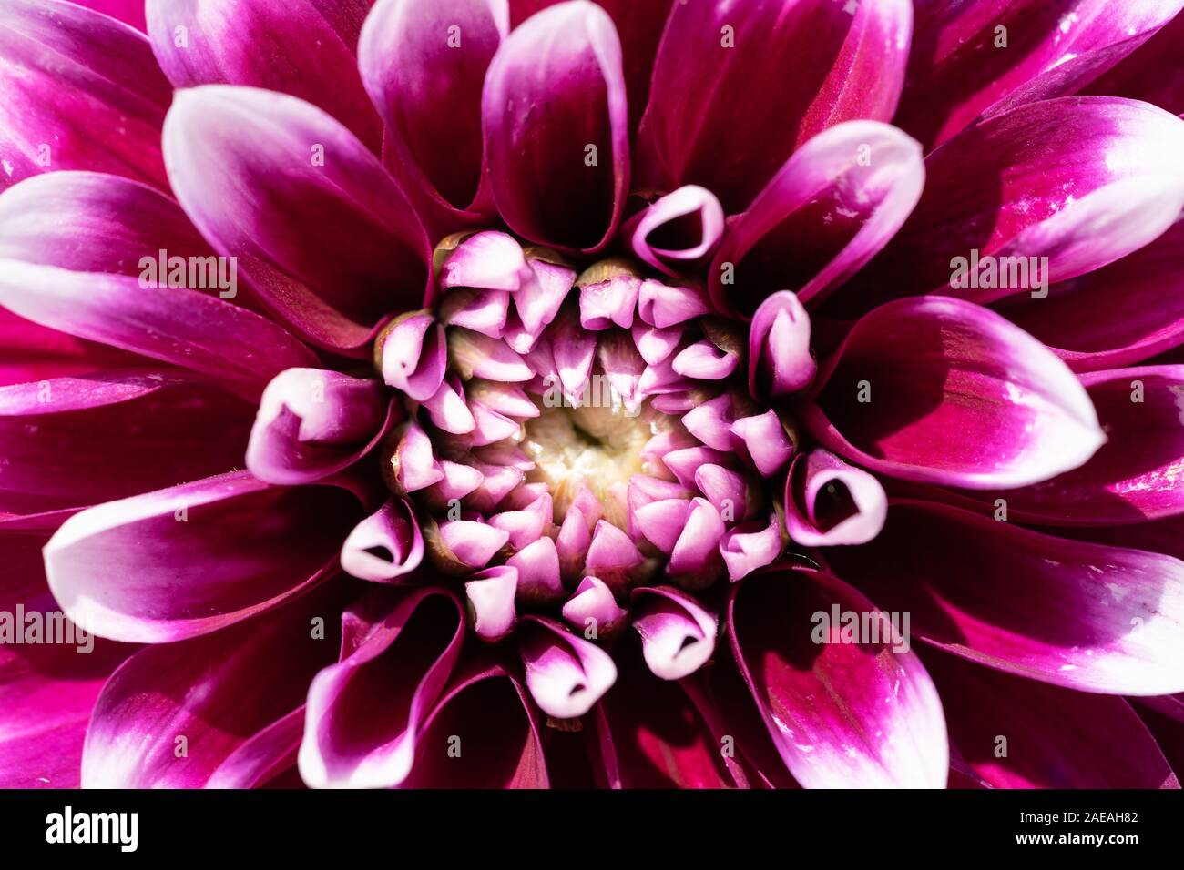 Violette Dahlie mit weißen Blütenspitzen in Nahaufnahme, zentriert Stockfoto