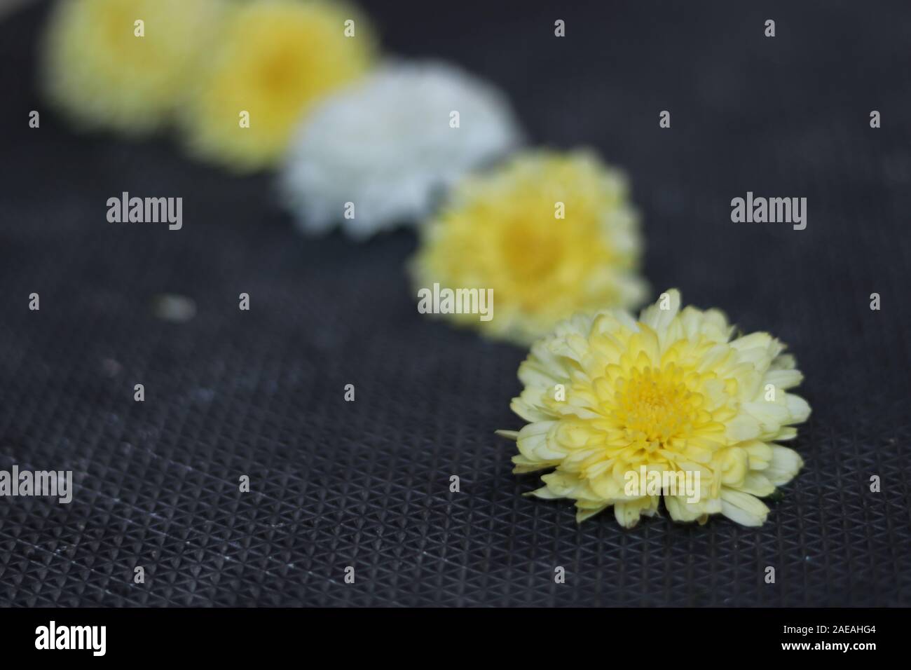 Chamanthi Blumen auf Schwarz verschwommenen Hintergrund in Indien Stockfoto