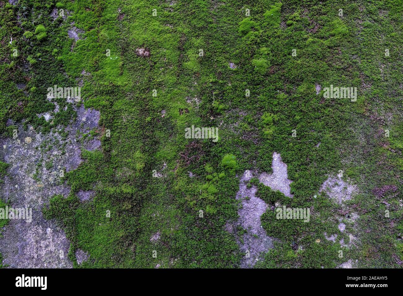Wilder grüner Moschus wand Oberflächenstruktur Muster Hintergrund Stockfoto