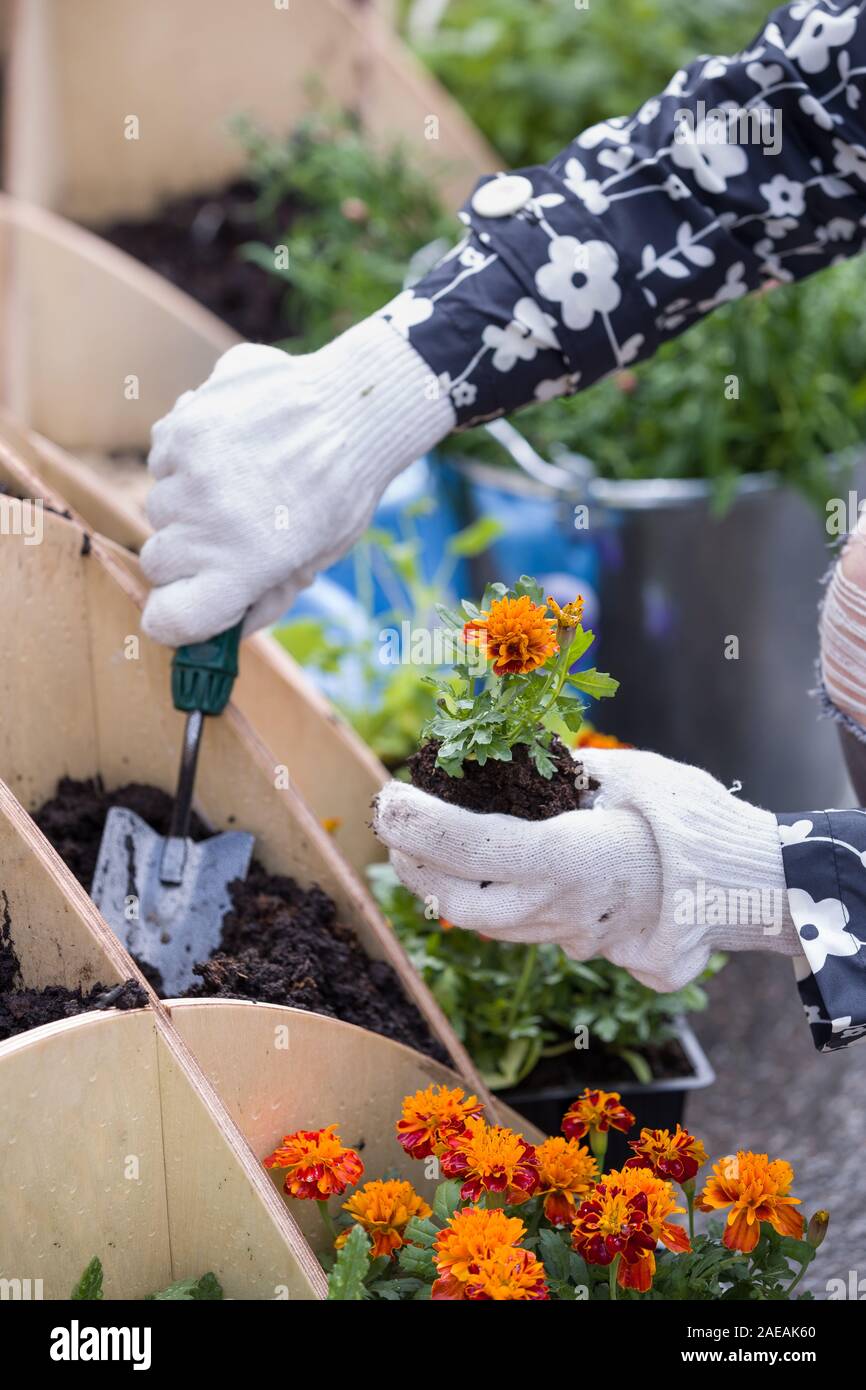 Nahaufnahme der Gärtner die Hände zum Pflanzen kleiner Blumen im Garten im Frühling Stockfoto