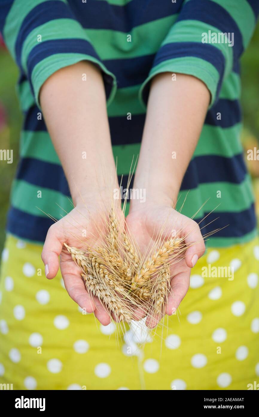 Nahaufnahme der Frau Hände halten Bündel goldene Ähren. Ernte. Sommer. Landwirtschaft. Stockfoto