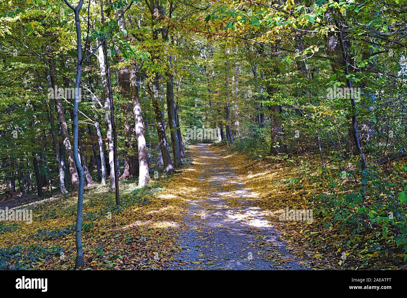 Straße in einem Wald in der Nähe von Graz im Herbst Stockfoto