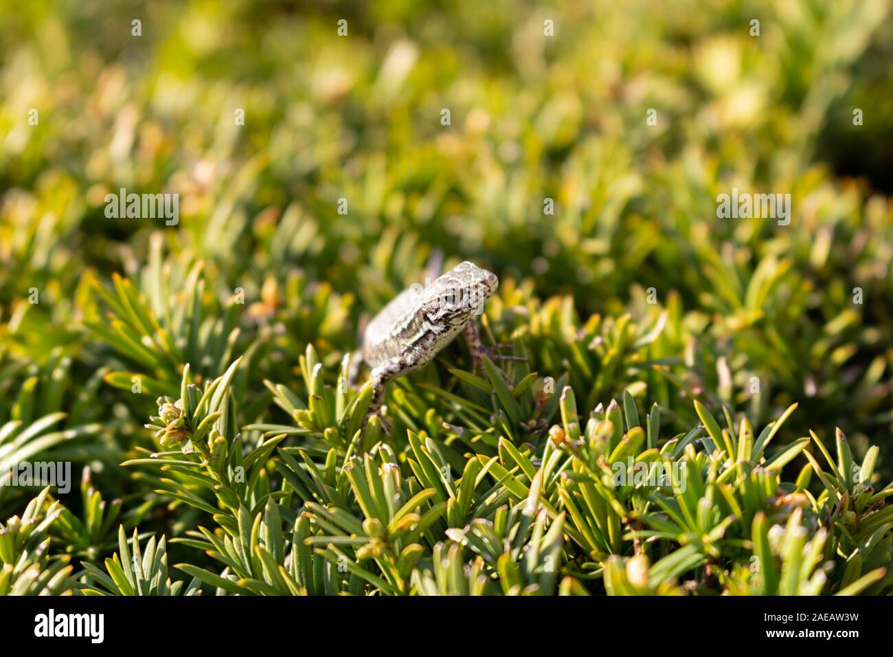 Nahaufnahme einer Eidechse auf dem Gras Stockfoto