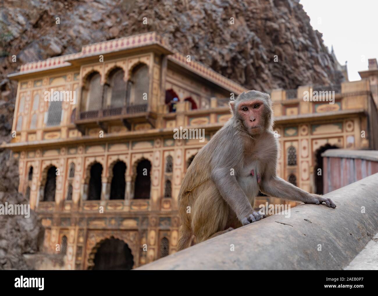 Eine Rhesus Macaque sitzt vor der Galtaji Monkey Tempel, eine kurze Entfernung von Jaipur, im Norden des indischen Bundesstaates Rajasthan. Stockfoto