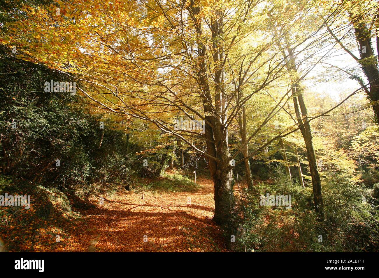 Grevolosa Buchenholz. Barcelona. Katalonien. Spanien Stockfoto