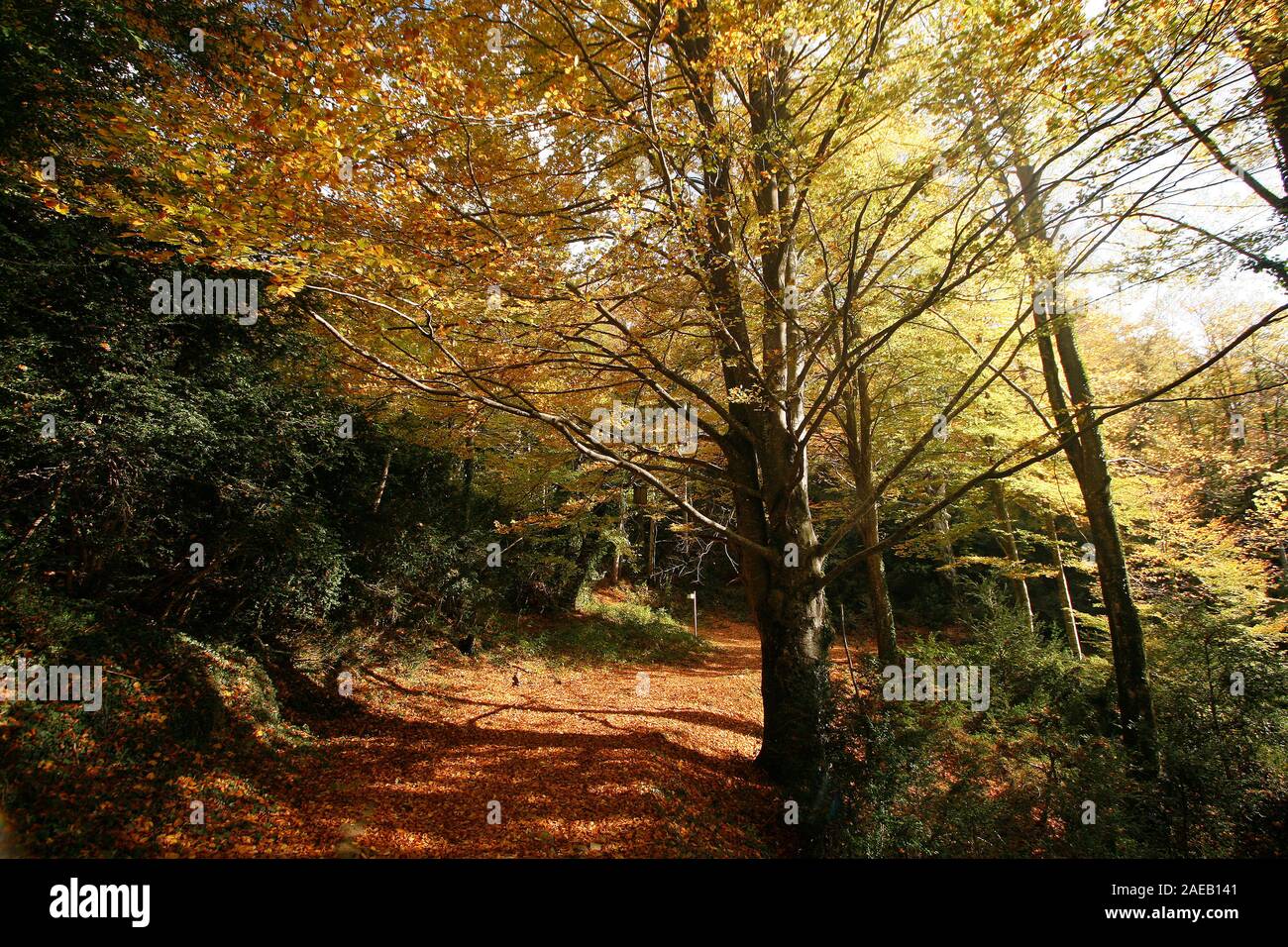 Grevolosa Buchenholz. Barcelona. Katalonien. Spanien Stockfoto