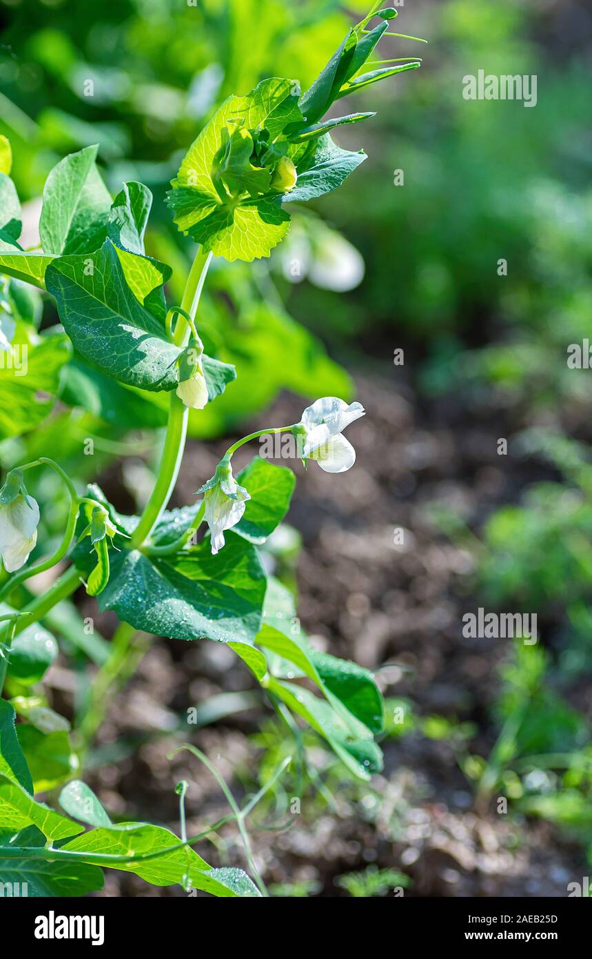 Junge blühende Triebe von pflanzlichen Erbsen. Das Konzept des ökologischen Landbaus. Close Up. Stockfoto