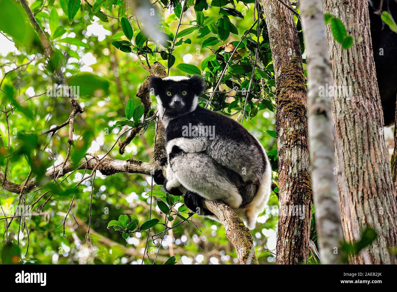 Indri im Regenwald ist die Beobachtung ist Es surroundigs vom Baum. Stockfoto