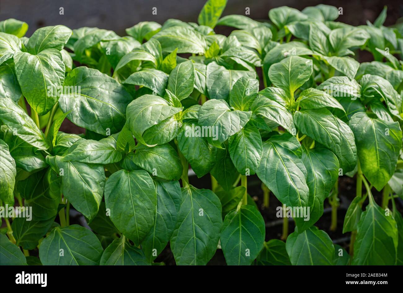 Junge Sämlinge von Paprika. Gesunde Sämlinge, den ökologischen Landbau. Close-up. Stockfoto