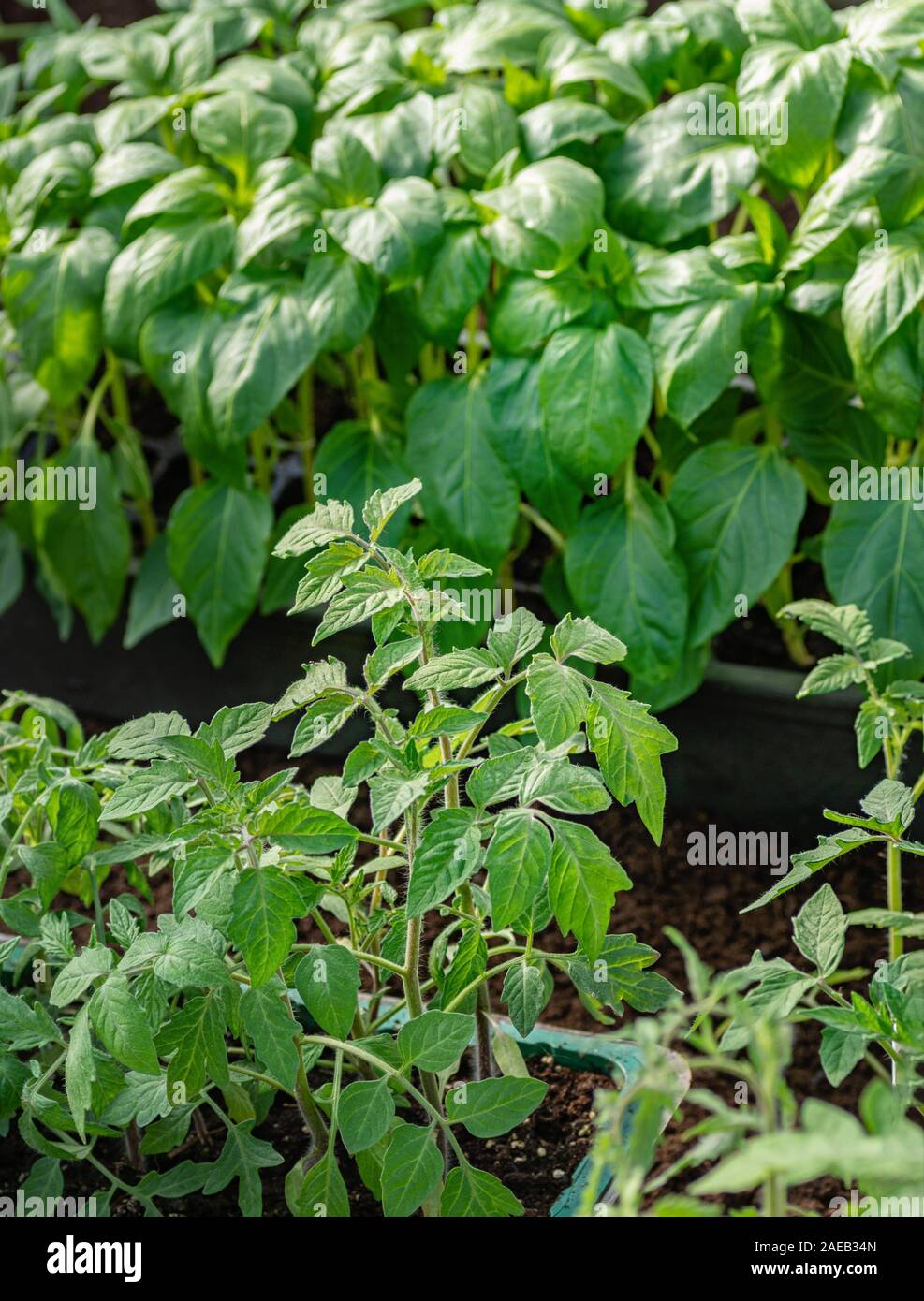 Junge Sämlinge von Paprika und Tomaten. Gesunde Sämlinge, den ökologischen Landbau. Close Up. Stockfoto