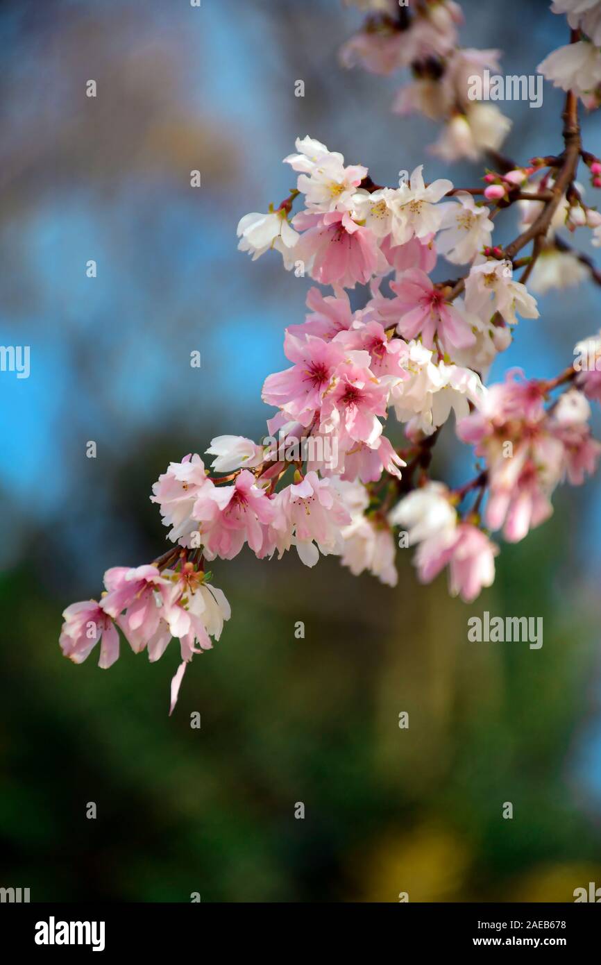 Autumnalis oder Autumunalis Makino Makino oder Winter flowering cherry Blossom auf Dezember 2018 in Kenrokuen Park in Kanasawa, Japan. Stockfoto