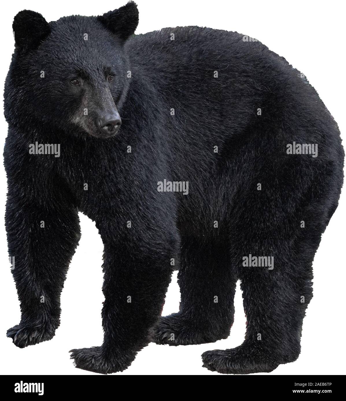 Black Bear isoliert auf weißem, Alaska Stockfoto