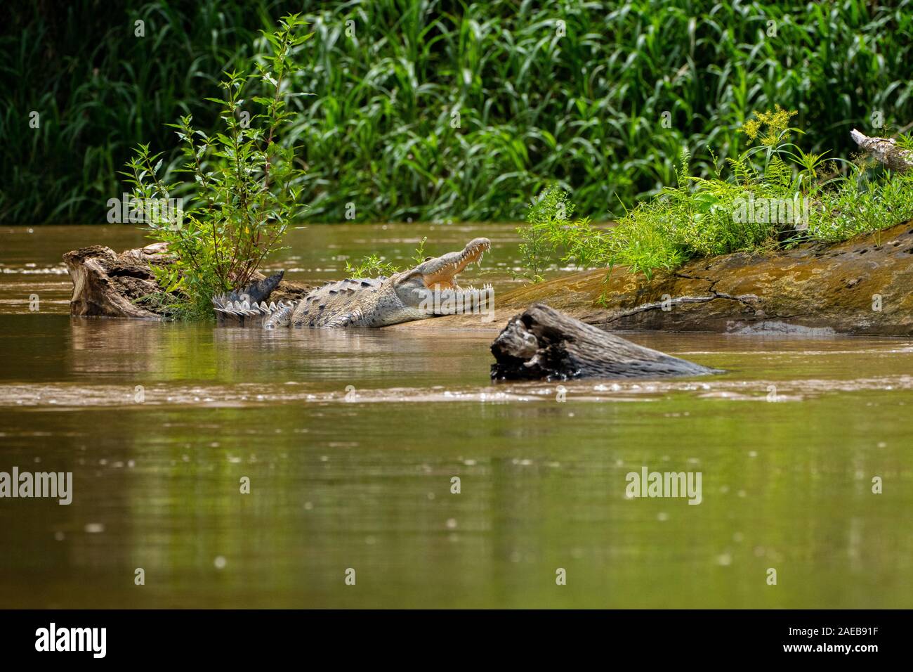 Amerikanische Krokodile (Crocodylus acutus) am Ufer des Flusses. In Costa Rica fotografiert. Stockfoto