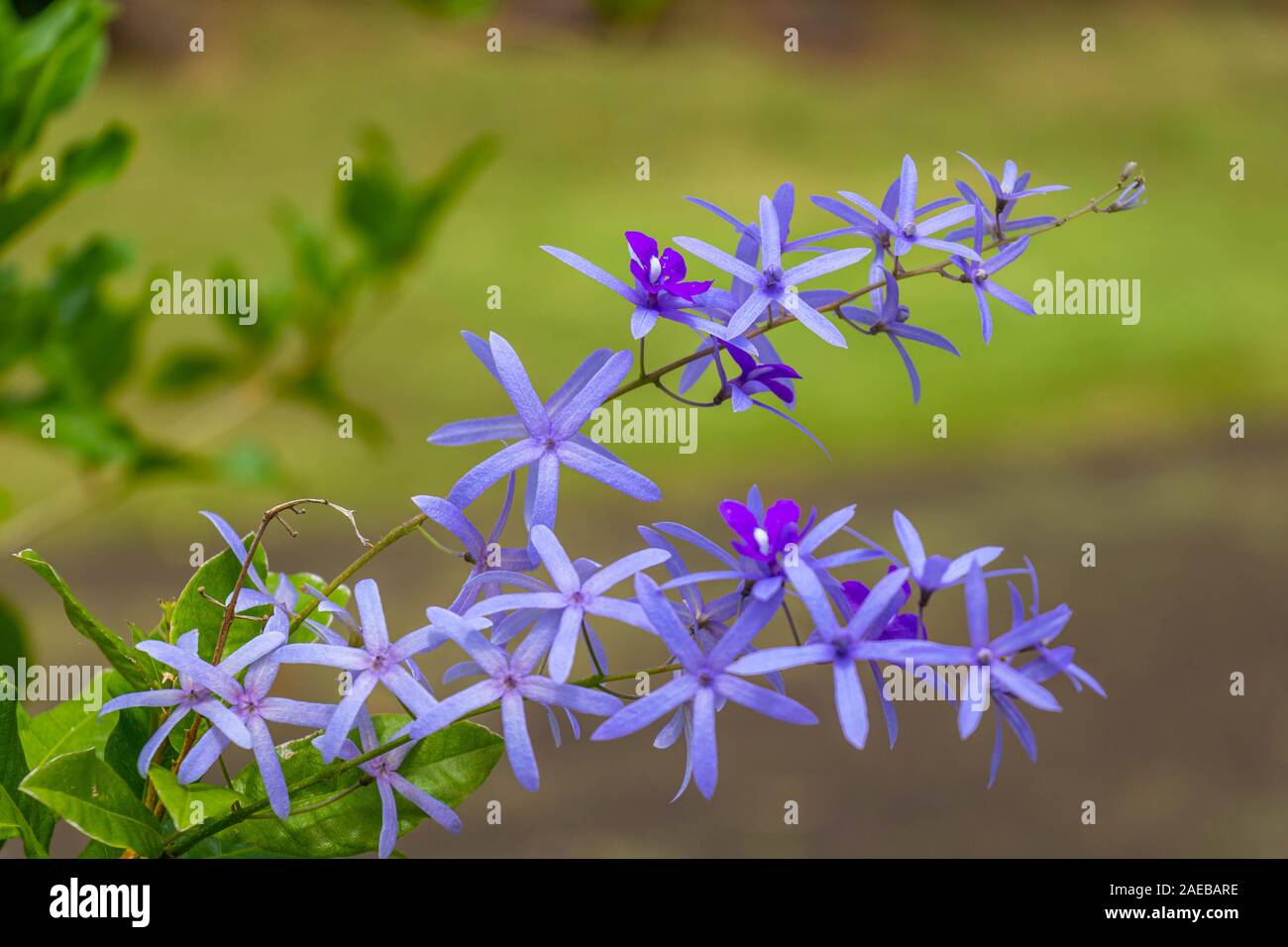 Schönen lila Kranz Weinstock oder Queen's Kranz Weinstock Blume auf unscharfen Hintergrund, Sir Seewoosagur Ramgoolam Botanical Garden, Mauritius. Stockfoto