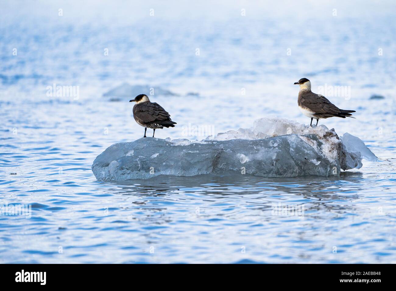 Schmarotzerraubmöwe, Arktis jaeger oder parasitäre Skua (Eulen parasiticus) auf eisscholle fotografiert in Svalbard Spitzbergen, Norwegen im Juli Stockfoto