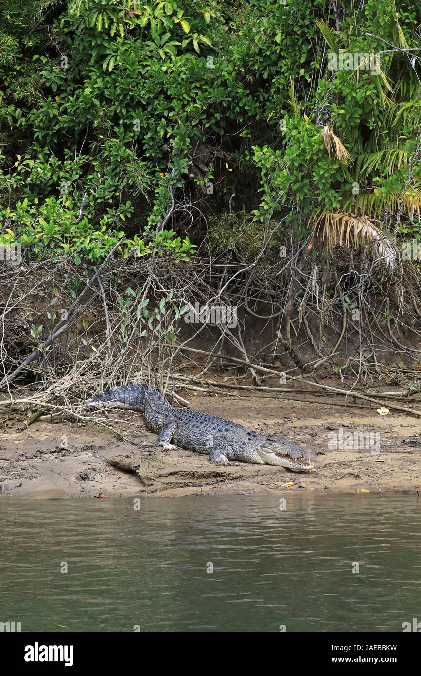Große männliche Salzwasser Krokodil (Crocodylus porosus) am Ufer des Daintree River Stockfoto