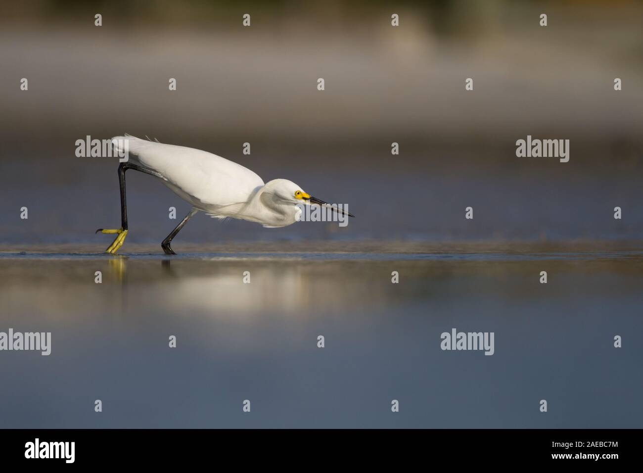 Ein Snowy Egret balanciert, im seichten Wasser der kleinen Estero Lagoon, Florida zu schlagen. Stockfoto