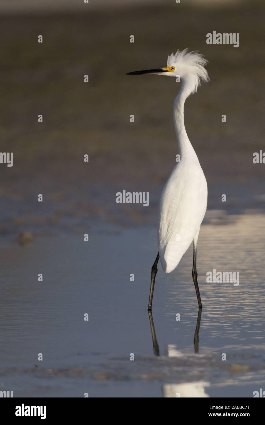 Ein Regal Snowy Egret suchen Kamera links. Stockfoto