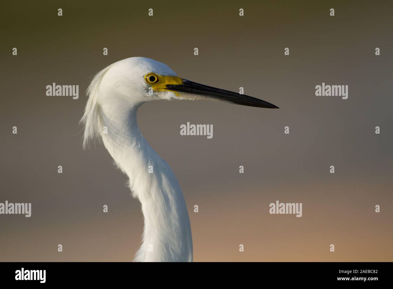 Eine Nahaufnahme Kopf geschossen eines snowy egret. Stockfoto