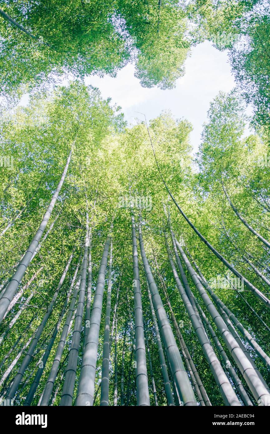Berühmter Bambuswald in Kyoto Stockfoto
