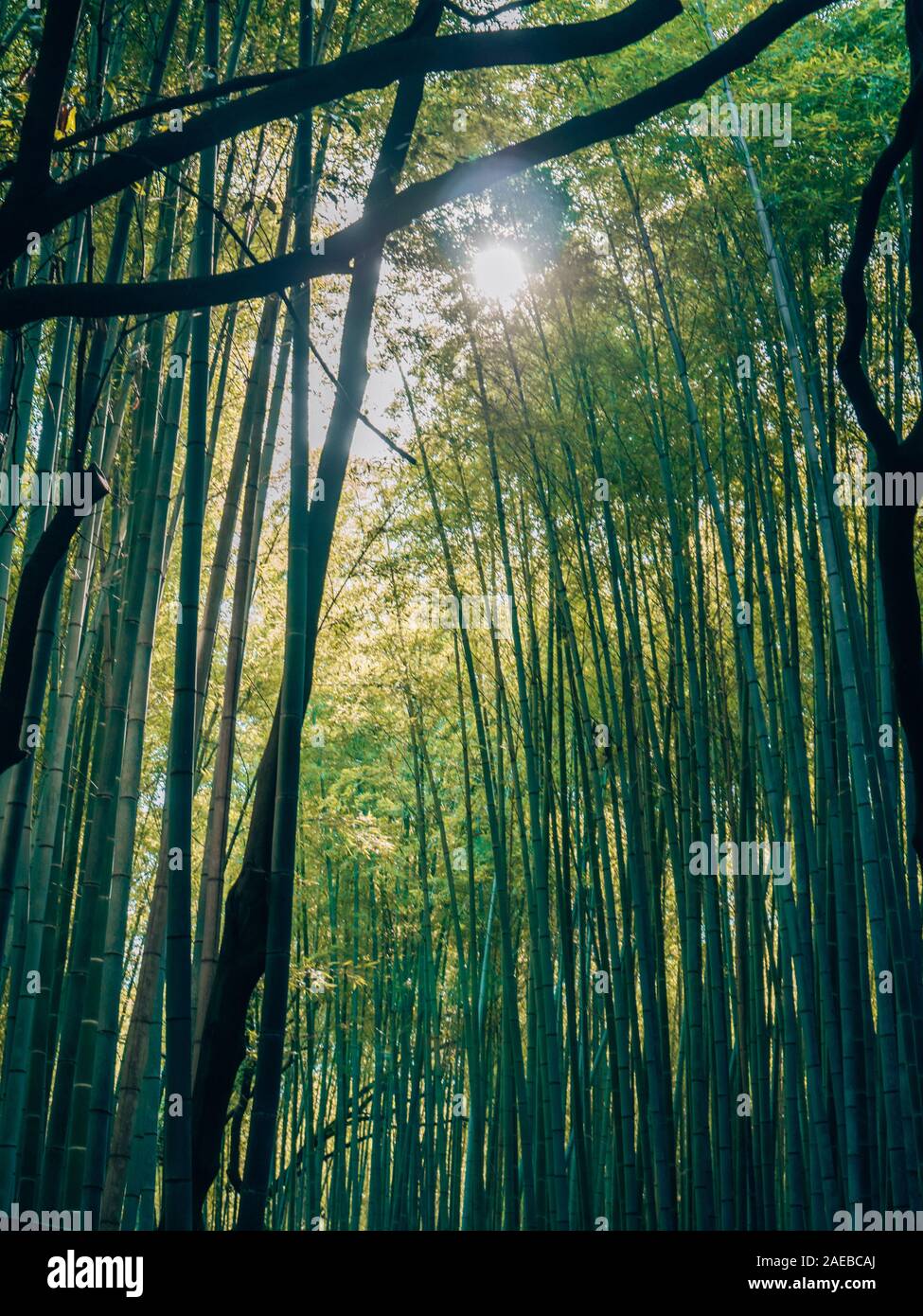 Berühmter Bambuswald in Kyoto Stockfoto