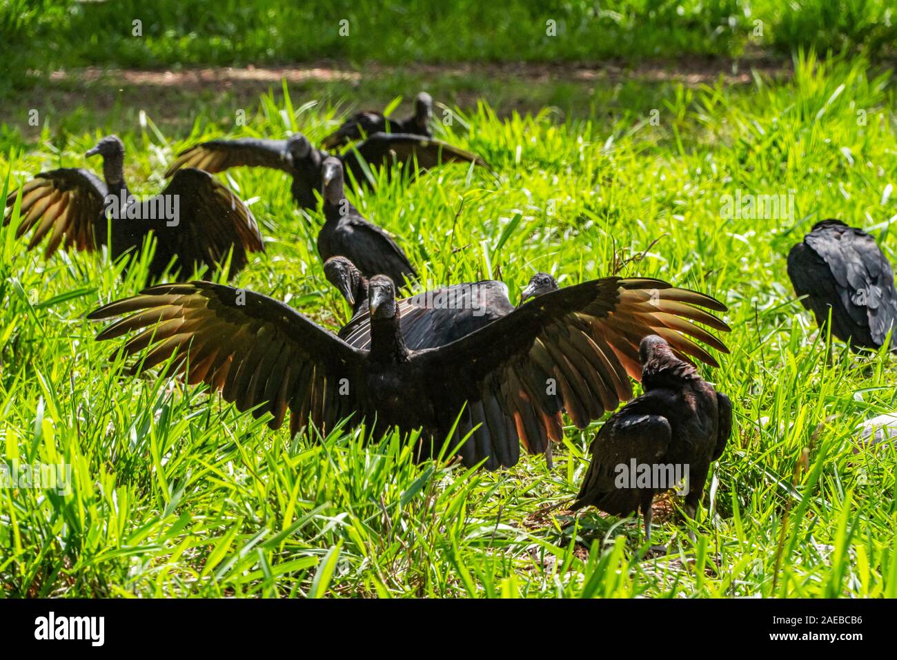 Mönchsgeier (Coragyps atratus). In der Nähe eines Schlachtkörpers auf dem Boden. Diese Greifvögel reichen von der südöstlichen USA Central Chile und Uruguay, Stockfoto