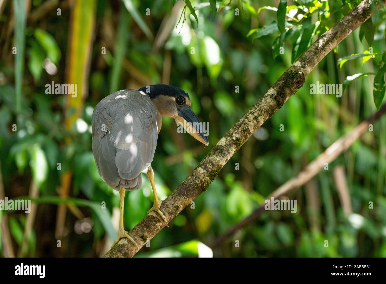 Boot-billed Heron (Cochlearius cochlearius) (auch als boatbill) hocken auf einem Zweig. Diese nächtliche Vogel lebt in Mangrovensümpfen in Mexiko und Ce Stockfoto